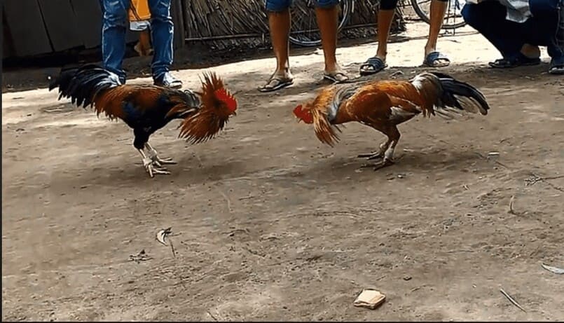 Chơi đá gà tại Campuchia thì phải làm thế nào?