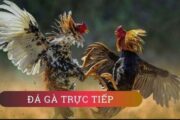 Đá gà cựa sắt trực tiếp mang đến nhiều pha đấu gà bậc nhất.